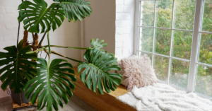 big leaf indoor plants