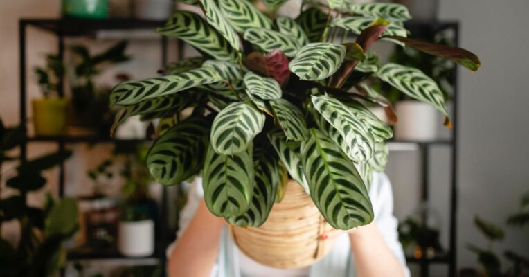 Indoor Plant Maintenance: 6 Tips for a Thriving Home Garden