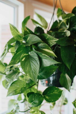 Best Hanging Plants for Low Light Indoors
