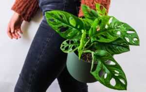 monstera adansonii