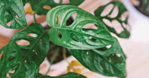 monstera adansonii varieties