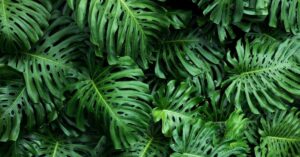 split leaf philodendron vs monstera deliciosa