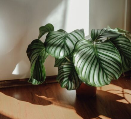 Big leaf plant indoors