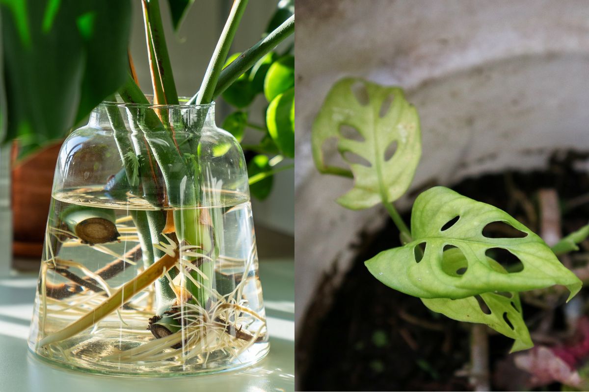 how to propagate monstera