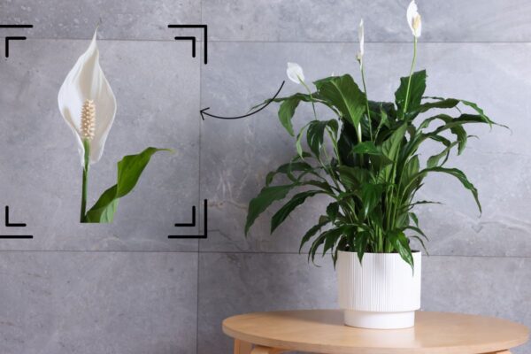 peace lily plant in pot with zoomed flower