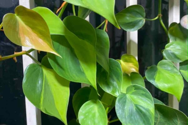 philodendron brasil