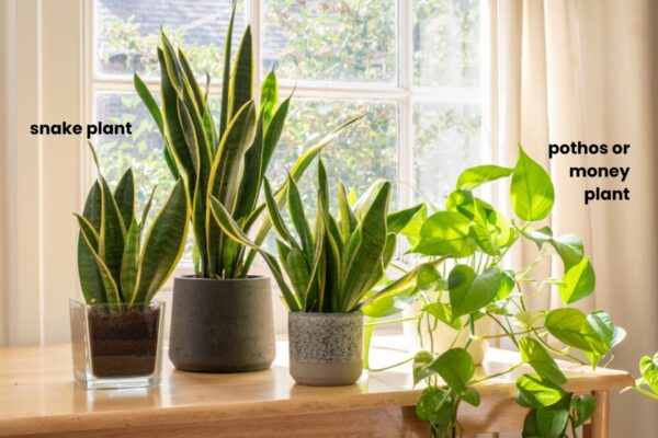 best plants for apartments